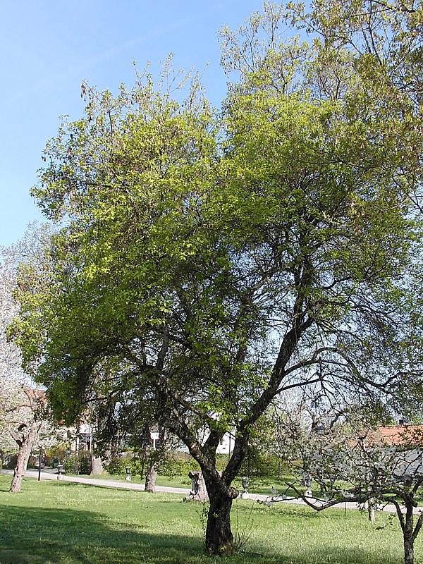 Image of Acer tataricum specimen.