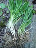 Galanthus caspius