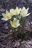 Pulsatilla orientali-sibirica