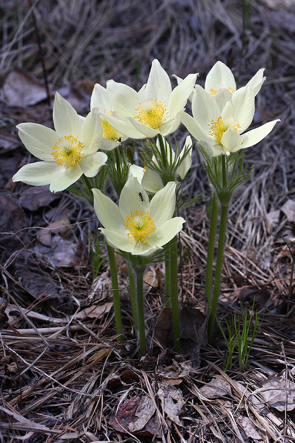 Изображение особи Pulsatilla orientali-sibirica.