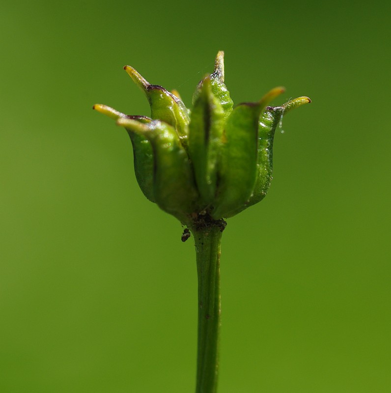 Image of Trollius komarovii specimen.
