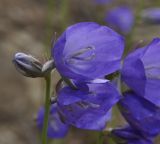 Campanula persicifolia