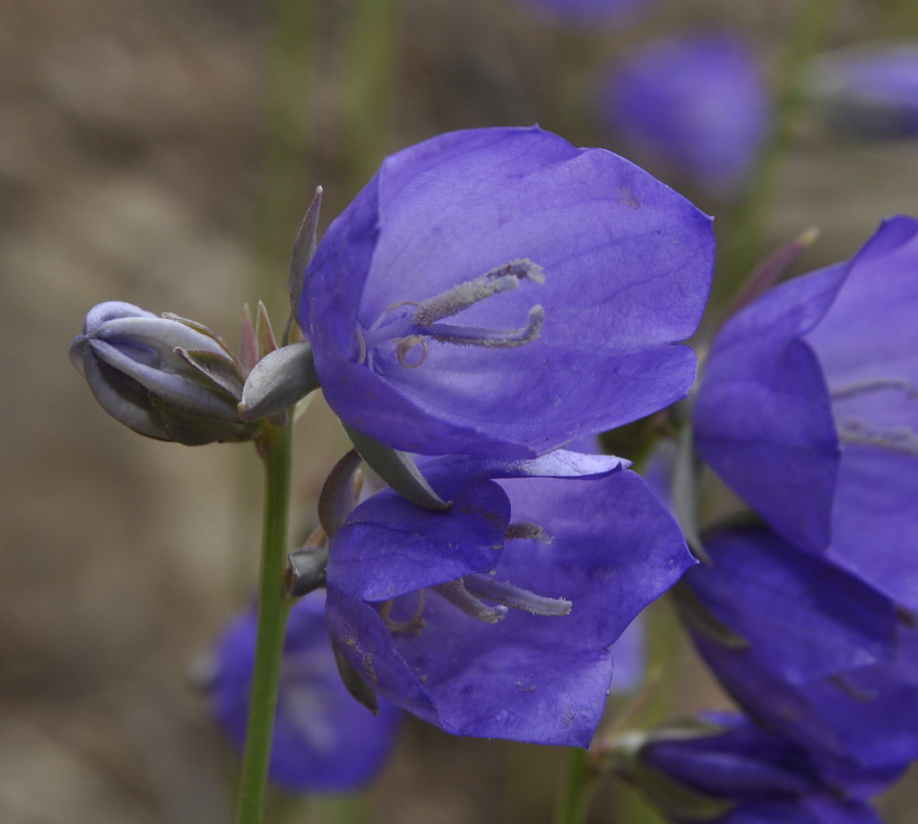 Image of Campanula persicifolia specimen.