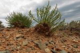 Anabasis truncata. Цветущие растения в глинистой солянковой пустыне на бровке водораздельного склона (виден еще Nanophython erinaceum). Казахстан, Алматинская обл., Алакольский р-н, 62 км ССЗ пос. Лепсы; северное побережье оз. Балхаш, залив между п-овом Кентубек и м. Коржынтобе, склон плато к озерной террасе (уступ между 1-й и 2-й озерными террасами?). 03.06.2013.
