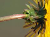 Taraxacum officinale. Соцветие (вид сбоку). Санкт-Петербург, пустырь. 20 мая 2009 г.