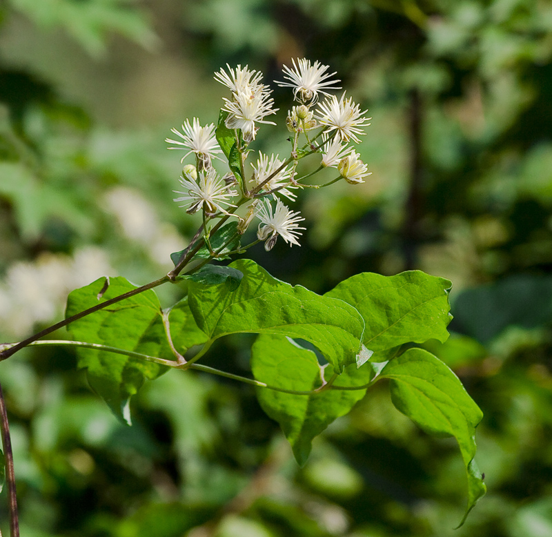 Image of Clematis vitalba specimen.