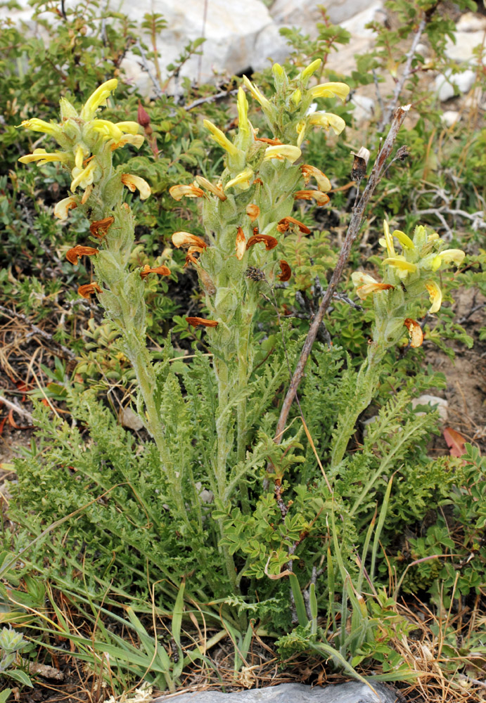 Image of Pedicularis talassica specimen.