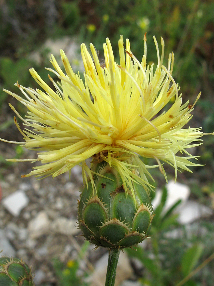 Image of Centaurea salonitana specimen.