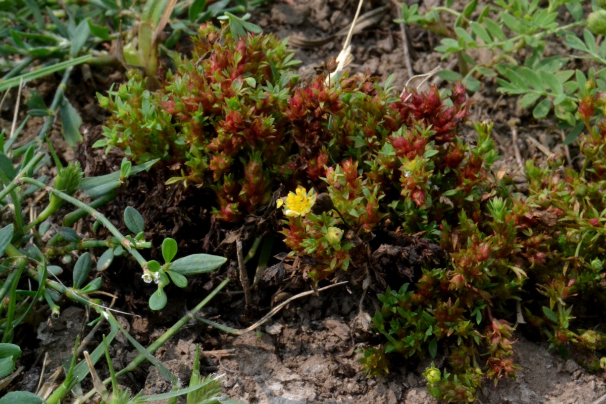 Изображение особи Potentilla bifurca.