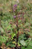 Gentianella amarella