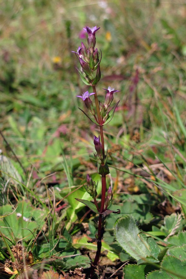 Image of Gentianella amarella specimen.