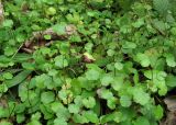 Hydrocotyle ramiflora