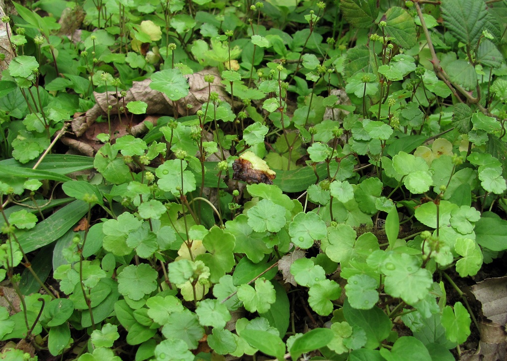 Image of Hydrocotyle ramiflora specimen.