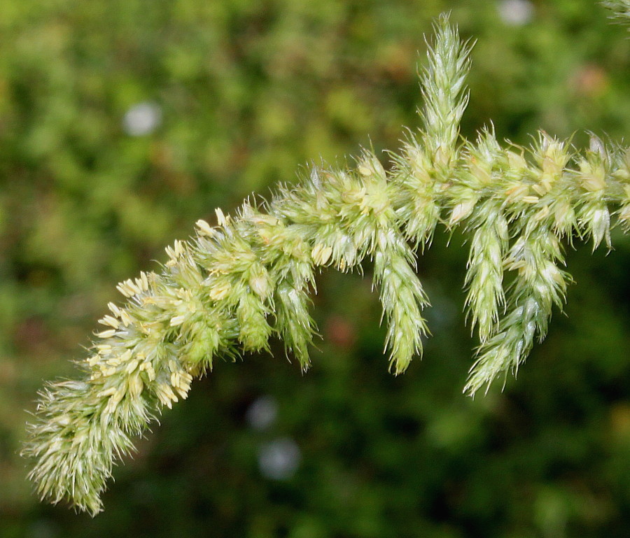 Image of genus Amaranthus specimen.