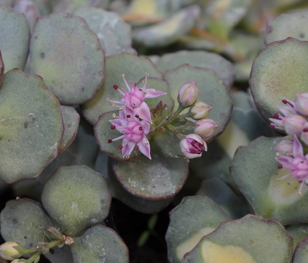 Изображение особи Hylotelephium sieboldii.