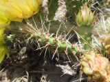 Opuntia разновидность camanchica