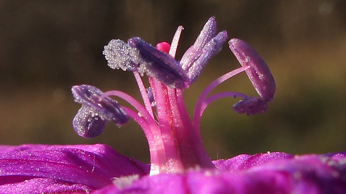 Image of Geranium sanguineum specimen.