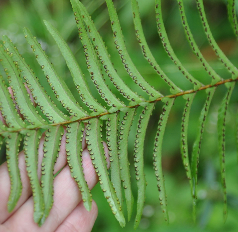 Изображение особи Nephrolepis biserrata.