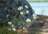 Tussilago farfara. Верхушки плодоносящих растений. Карелия, Заонежье, мыс Клим Нос, песчаный пляж. 14.06.2012.