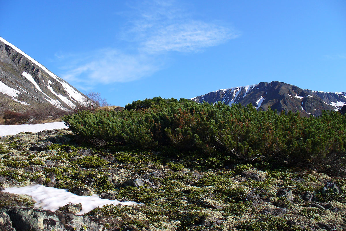 Image of Pinus pumila specimen.