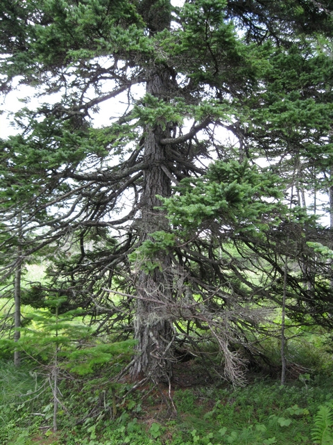 Image of Picea glehnii specimen.