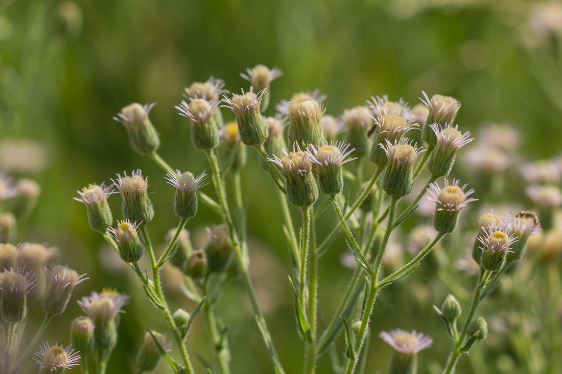 Image of Erigeron acris specimen.