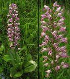 Orchis militaris. Цветущее растение и соцветие. Окрестности Йены, Тюрингия, ФРГ. 26.05.2007.