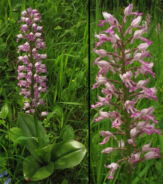 Изображение особи Orchis militaris.