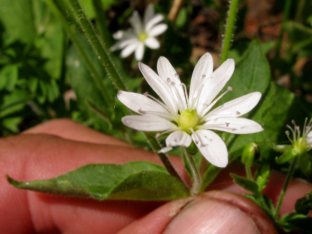 Image of Stellaria zolotuchinii specimen.