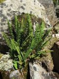 Dryopteris fragrans