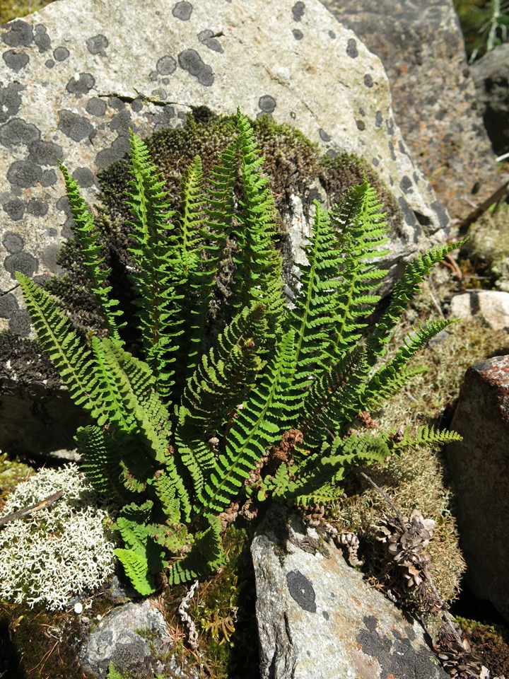 Image of Dryopteris fragrans specimen.