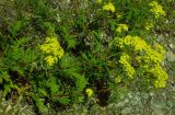 Patrinia rupestris. Цветущие побеги, полегающие на каменистом склоне. Хакасия, Бейский р-н, р. Уй. 30.07.2011.