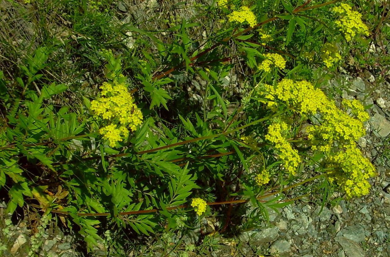 Image of Patrinia rupestris specimen.