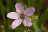 Erodium cicutarium. Цветок. Молдова, Ново-Аненский р-н, окраина с. Новые Ботнарешты. 24.04.2014.