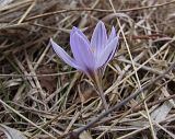 Crocus reticulatus