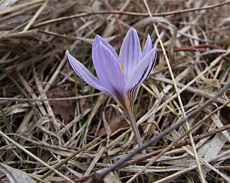 Изображение особи Crocus reticulatus.