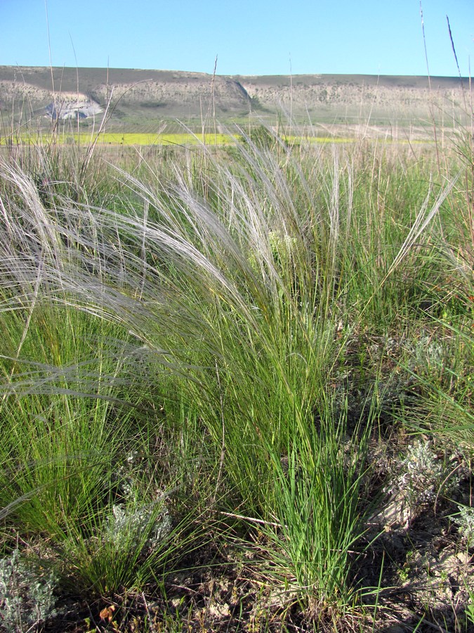 Image of Stipa brauneri specimen.