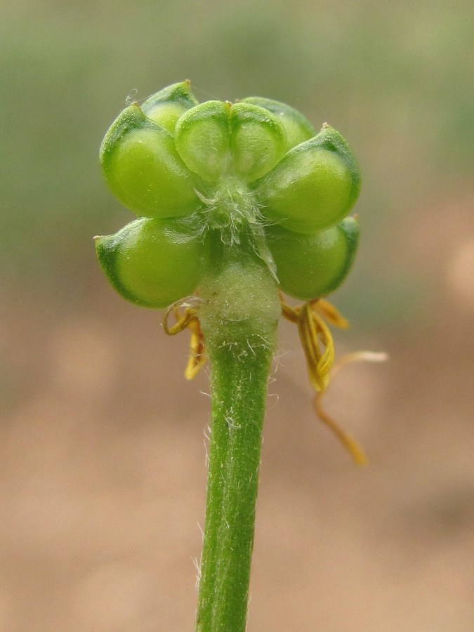 Изображение особи Ranunculus neapolitanus.