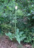 Arum rupicola