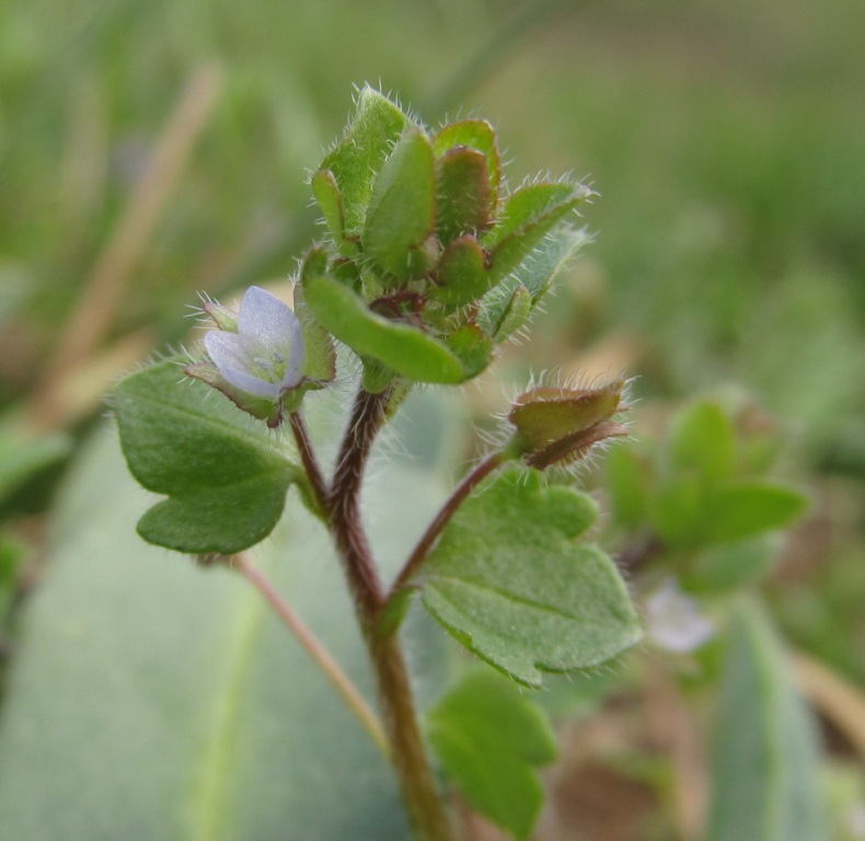 Image of Veronica sublobata specimen.