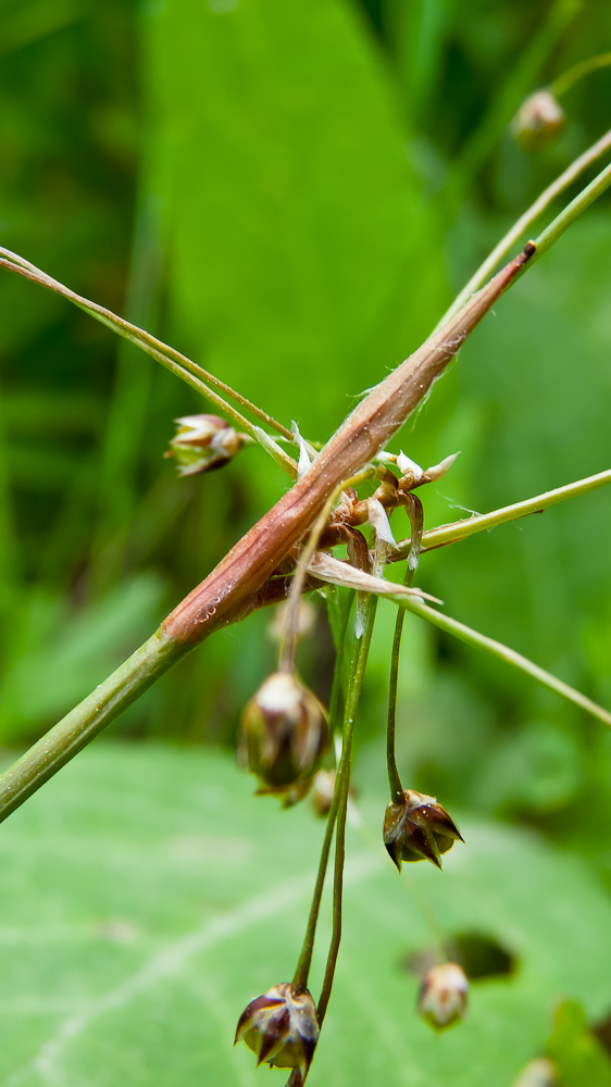Image of Luzula pilosa specimen.