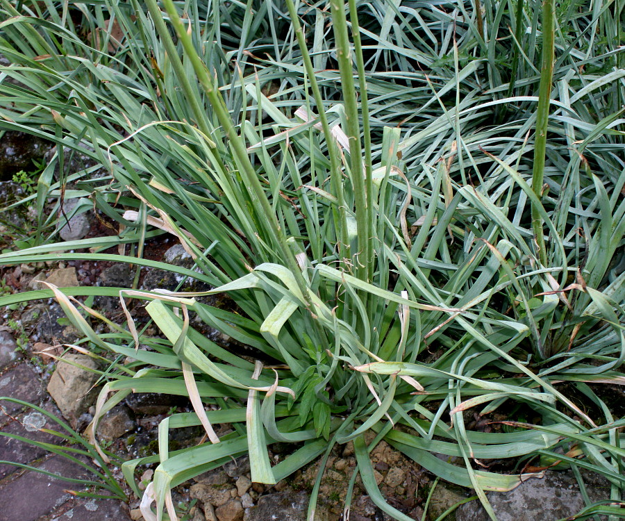 Image of Eremurus stenophyllus specimen.