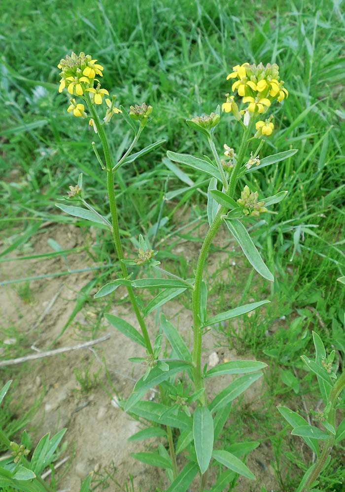 Изображение особи Erysimum hieraciifolium.
