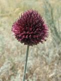 Allium sphaerocephalon. Соцветие. Краснодарский край, Ейский п-ов, коса Долгая. 24.06.2014.