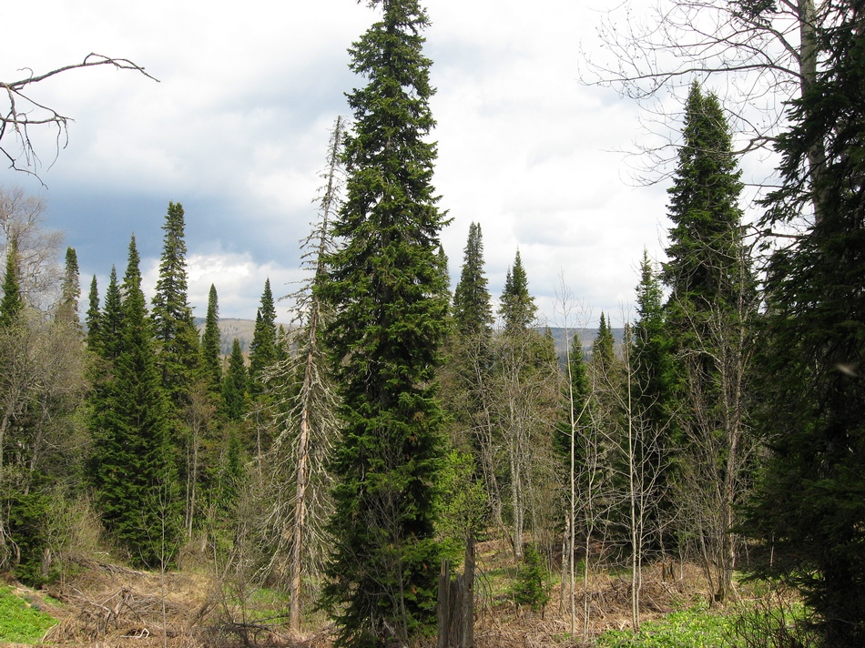 Изображение особи Abies sibirica.