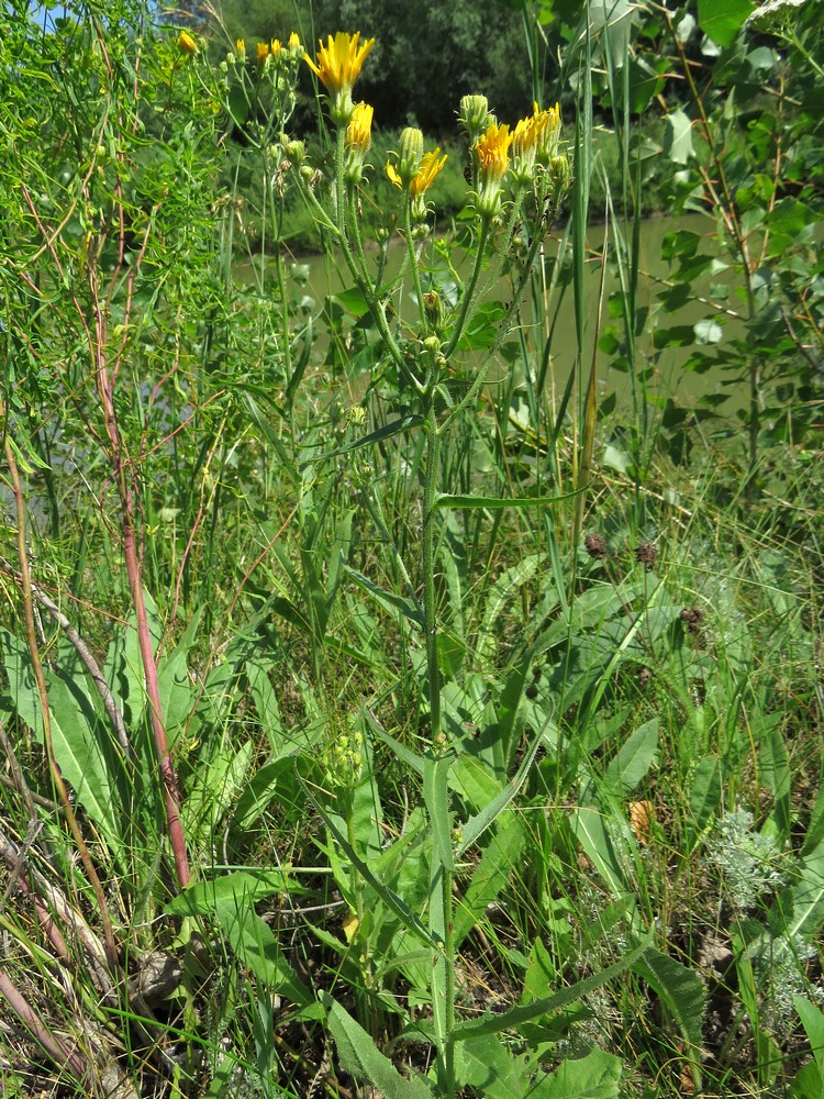 Изображение особи Picris hieracioides.