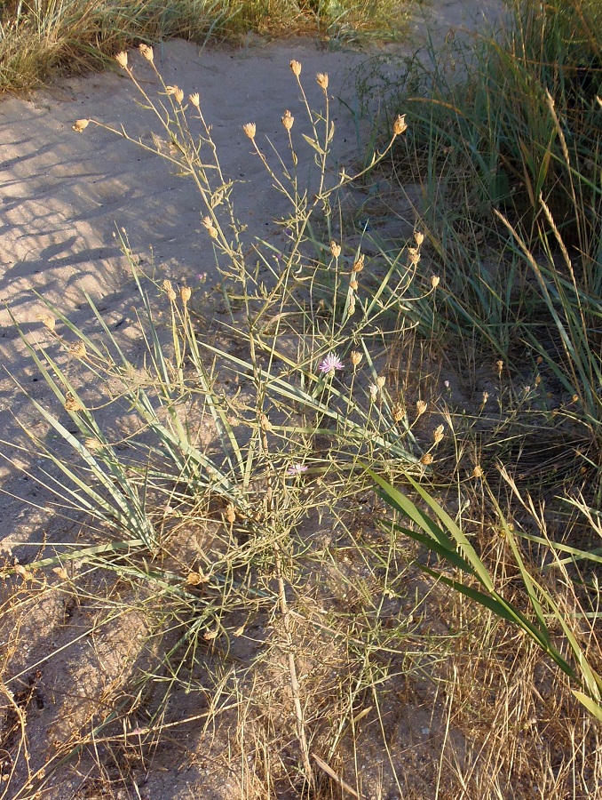 Image of Centaurea odessana specimen.