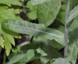 Sonchus arvensis ssp. uliginosus