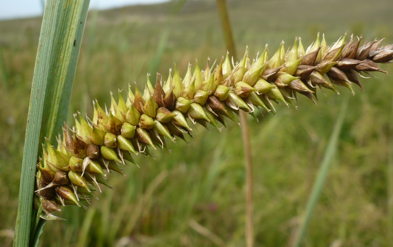 Изображение особи Carex riparia.