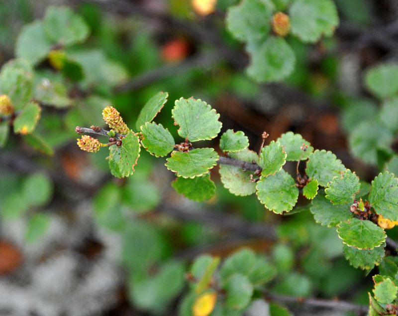 Image of Betula nana specimen.